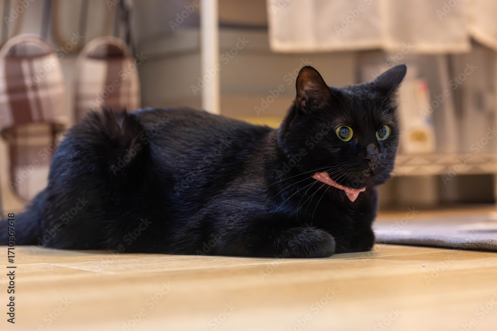 Naklejka premium 黒猫