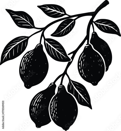 Vector illustration of plums on a branch, a fresh and sweet fruit from nature
