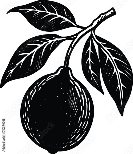 Vector illustration of ripe plums, an apple, and black olives