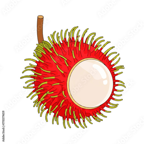 A vibrant vector illustration of an exotic tropical rambutan, cut open to reveal the juicy white pulp, isolated on a background for design use