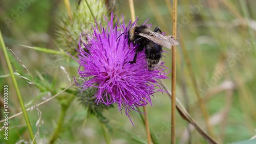 “Flowers on the Forest Floor: Colorful Diversity in the Shade of the Woods and Their Ecological Importance”