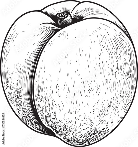 Peach or Nectarine Fruit Vector Illustration, Sketch Drawing Line Linear Symbol Icon Engraving, Hand-drawn Doodle Black and White Isolated