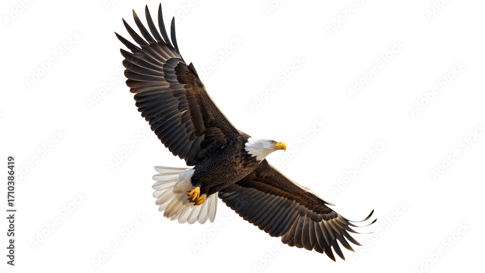 Fototapeta premium Bald Eagle in Flight with Wings Spread Wide – Majestic Bird of Prey Isolated on Transparent Background