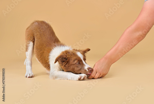Owner trainig with border collie puppy