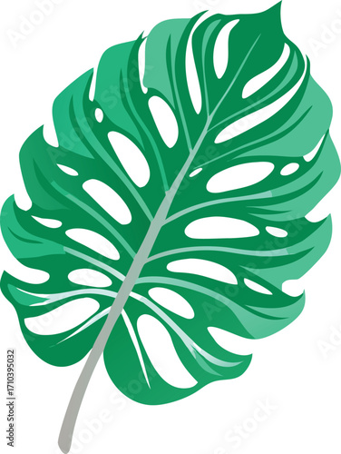 Beautiful tropical green Monstera deliciosa leaf, vector drawing on white background