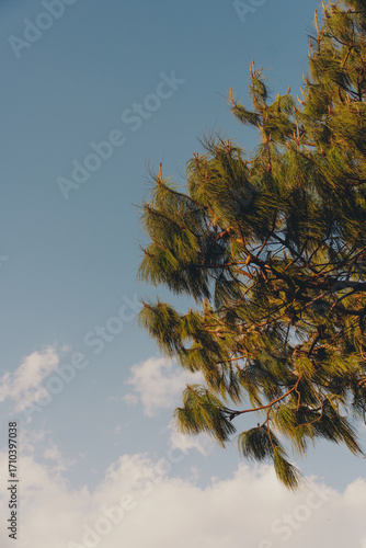 Pinheiros