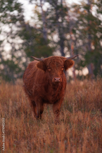 Highland cow