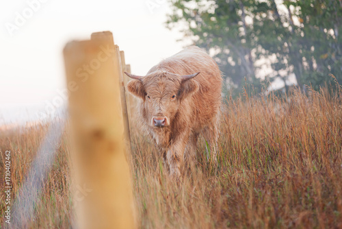 Highland cow