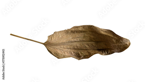 Single Dried Leaf with Visible Veins on White Background
