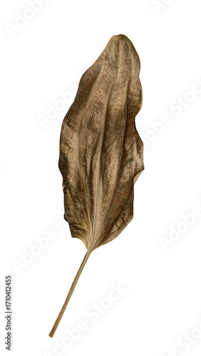 Curled Dried Leaf with Prominent Veins on White Background