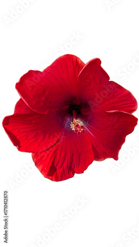 Red Hibiscus Flower with Prominent Yellow Stamens