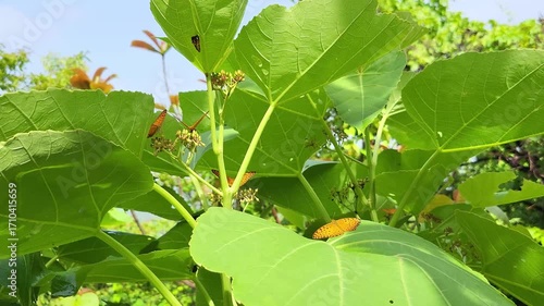 A beautiful cluster of small yellow butterflies fluttering in the air
