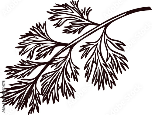 Hand drawn dill branch isolated on white background vintage herbal botanical illustration  silhouette