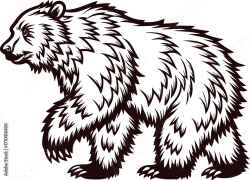 Hand drawn grizzly bear walking vintage black and white illustration with detailed fur lines on white background