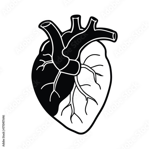 anatomical human heart vector illustration on white background 