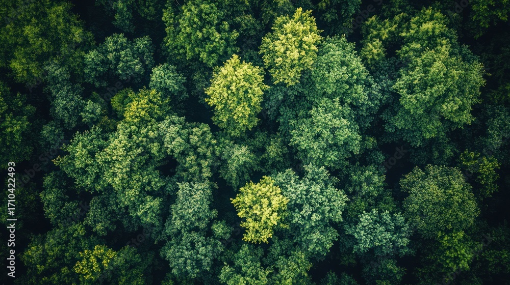 Naklejka premium Verdant Forest Canopy Top Down View. Possible Use Nature Background