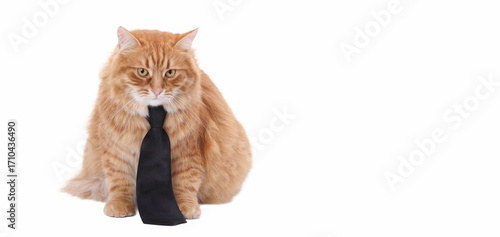 Cute ginger cat wearing a black tie sitting on white background, elegant business pet concept, funny animal portrait.