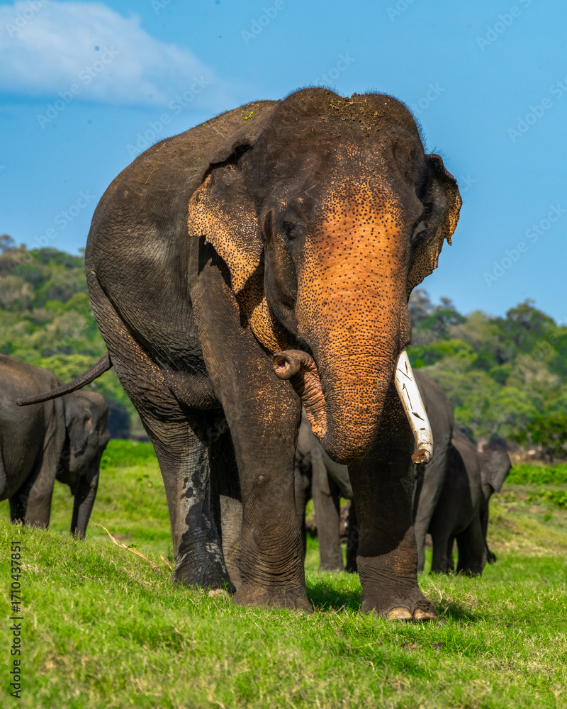Fototapeta premium The Sri Lankan elephant - Elephas maximus maximus