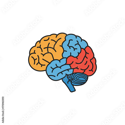human brain diagram showing parts for education illustration demonstrating neuroscience research neurology concepts