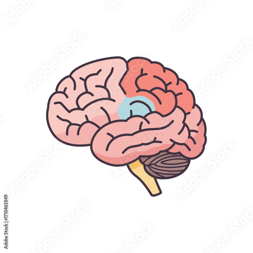 human brain illustration highlighting the cerebrum responsible for cognition and function perfect for medical diagrams