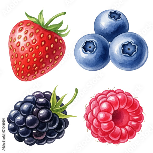 Summer berries vibrant watercolor style vector illustration set. Strawberry, blueberries, blackberry and raspberry in vivid colors