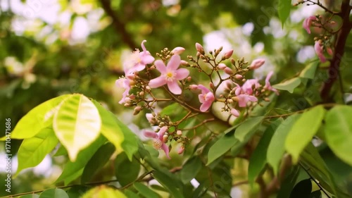 Delicate pink flowers on a leafy branch