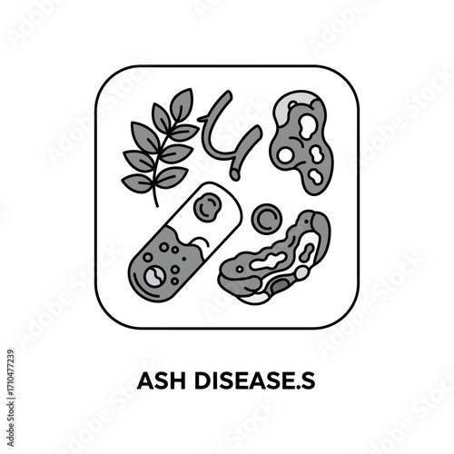 ash disease symptoms shown in diagram form a vector illustration explaining disease health nature tree infection