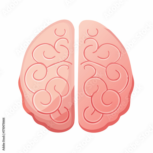 Illustration of a human brain with visible brain hemispheres concept