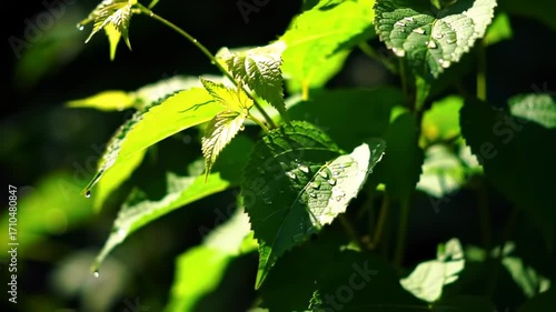 Dewy leaves in sunlight
