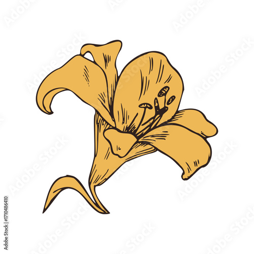 Elegant yellow lily bloom with delicate petals and intricate stamen, perfect for botanical designs and natural themes
