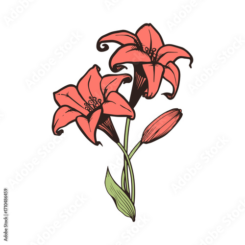 Stunning coral lilies bloom with delicate detail, bringing natural elegance and vibrant beauty to any design project.