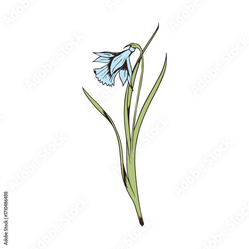 Graceful bluebell flower stem with delicate petals and lush green leaves, perfect for spring themes and nature designs.