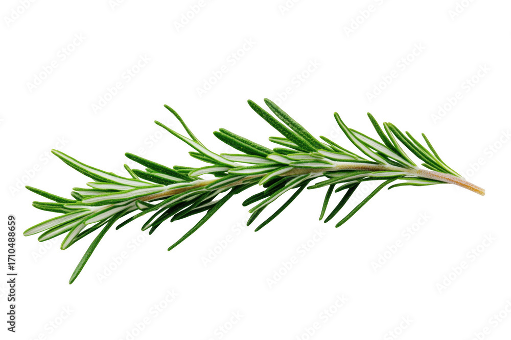 Fototapeta premium Fresh rosemary sprig isolated against a transparent background close up view for culinary themes