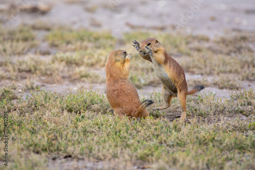 Prairie dogs play fighting 
