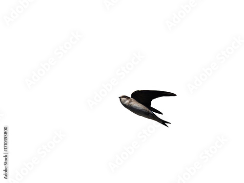 Foto Flying swift isolated on white background