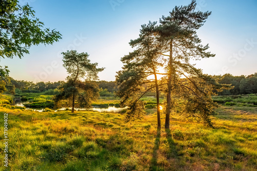 Between these two conifers you can see the setting sun and its reflection in the water of Lake Patersmoer near Strijbeek, Netherlands