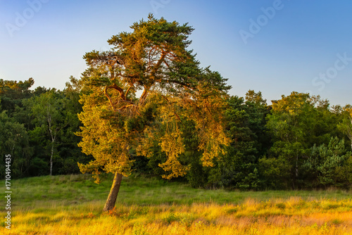 This lone conifer stands in a field beautifully lit by the setting sun at Lake Patersmoer near Strijbeek, Netherlands
