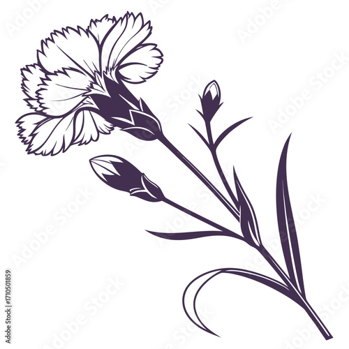 dianthus candy floss vector