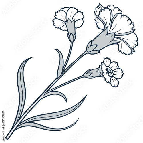 dianthus candy floss on white background 