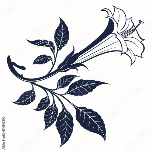 datura moon flower with leaves 