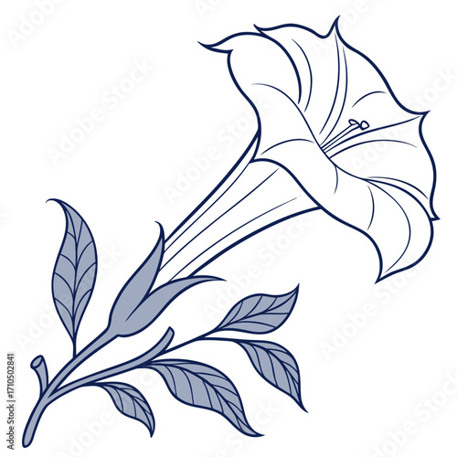 datura moon flower vector 