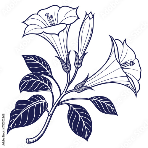 datura moon flower with leaves 