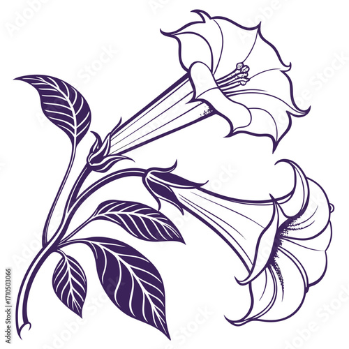 datura double purple vector