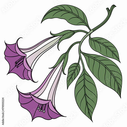 datura double purple with leaves