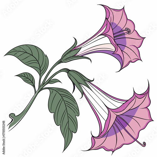 datura double purple on white background 