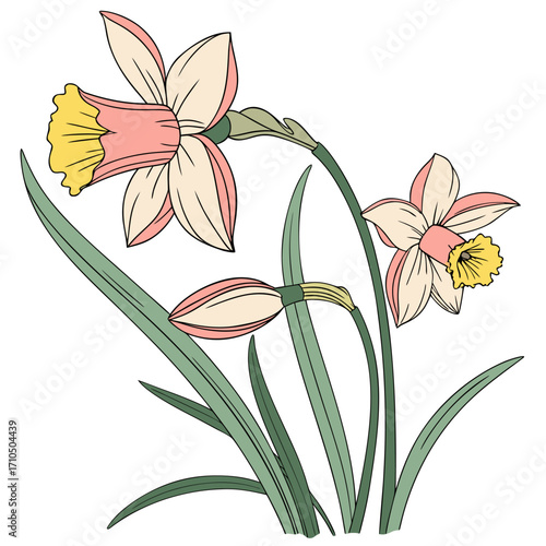 daffodil narcissus pink charm with leaves 