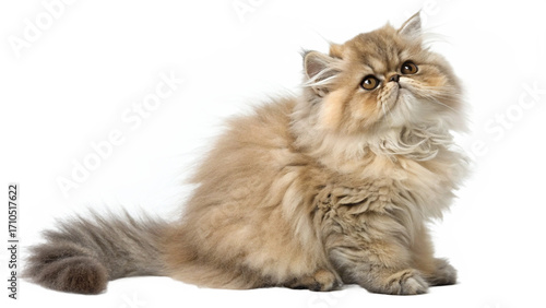 Wallpaper Mural cute cat, isolated on a transparent background PNG Torontodigital.ca