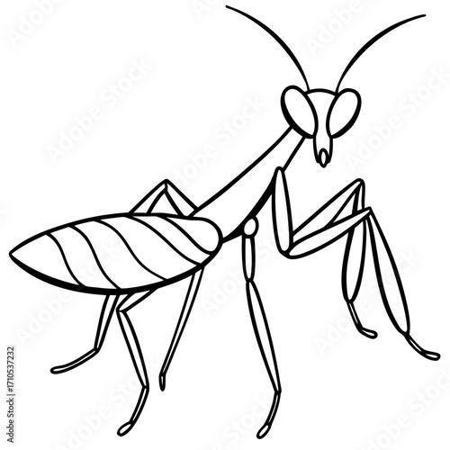 Praying mantis line art vector
