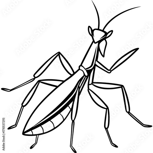 Praying mantis line art vector