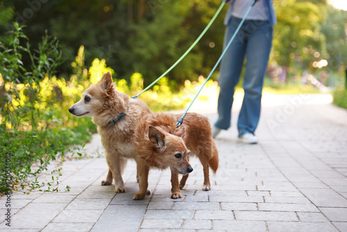 Photography Young woman walking her cute dogs outdoors, closeup